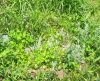 herb_garden.JPG