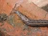 slug3.JPG