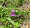 spiderwort2.JPG
