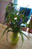 spiderwort4.JPG