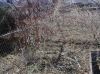 Filename=weeds1.JPG
Filesize=60KB
Dimensions=267x199
Date added=Apr 29, 2006 weeds1.JPG